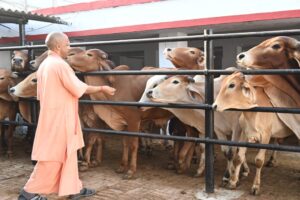 गोवंश को अपने हाथों से गुड़ खिलाते सीएम योगी।